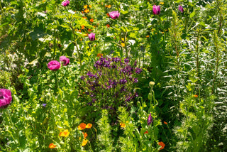 10 Easy-to-Grow Outdoor Plants for Gardening Beginners