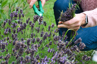 A Beginner's Guide to Summer Gardening