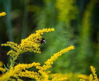 What to Plant in Your Garden Late Summer through Fall