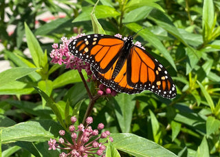 Native Plants 101: Why They Matter + What to Grow in Your Region