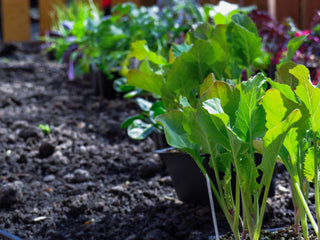 How to Make Your Own Compost