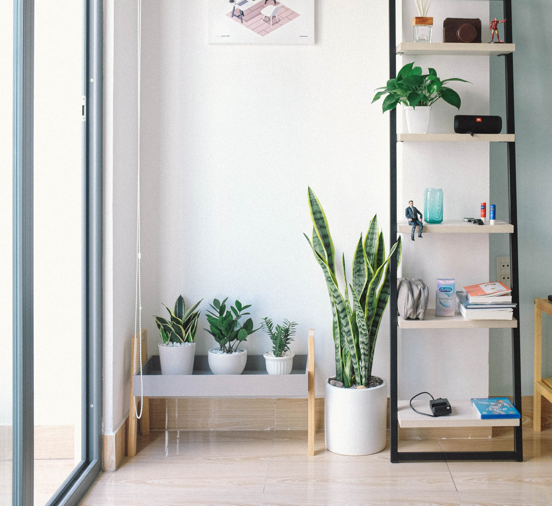Best Plants for Indoor Spaces, Balconies, Decks & Patios
