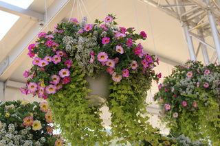 Best Outdoor Plants for Pots and Planters