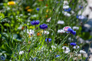 10 Summer Gardening Tips