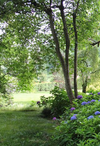 A lush backyard with trees, grass, and hydrangeas.