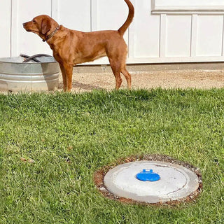 A customer photo of an installed aquor blue ground hydrant surrounded by concrete and grass with a dog in the background.